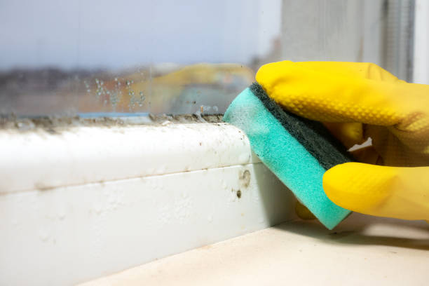 Best Bathroom Mold Remediation in Highlands, TX