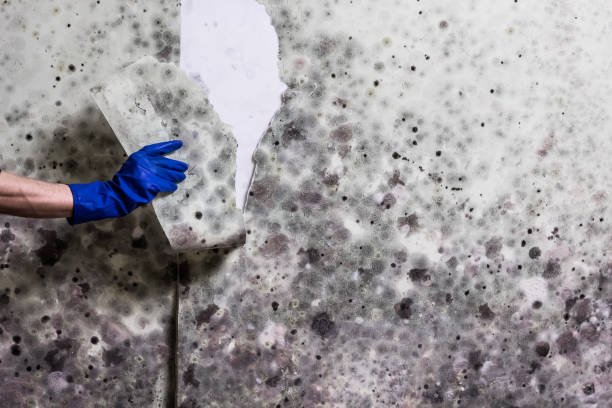 Best White Mold Remediation in Highlands, TX